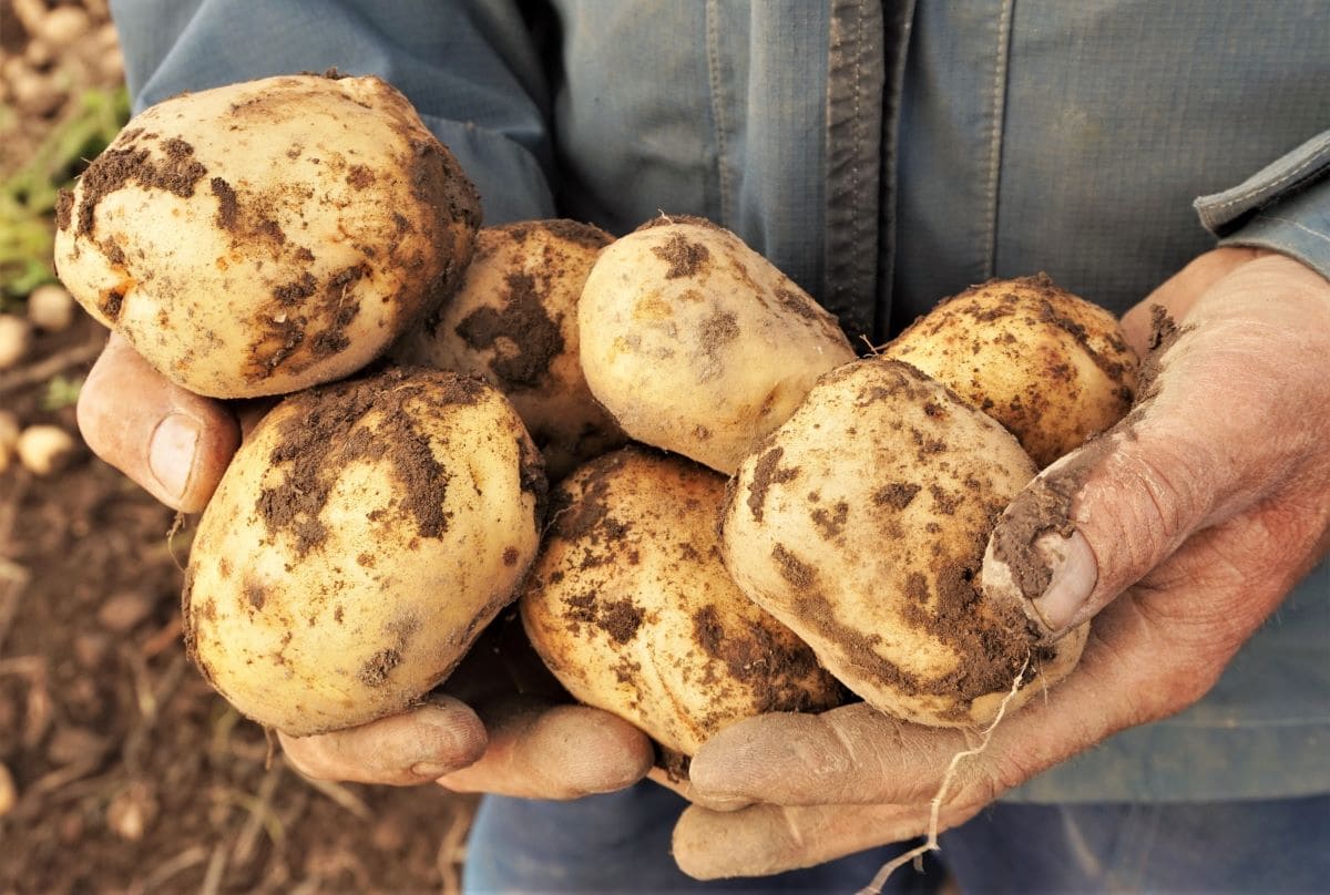 Värske kartul