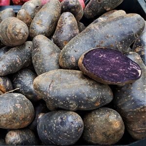 Tumelilla kartul Violet Queen Tumelilla kartul Violet Queen