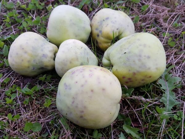 Kaltsiumipuudus õuntel Kaltsiumipuudus õuntel