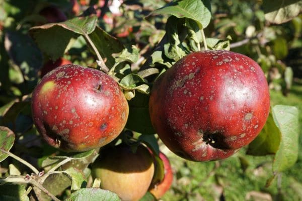 Kärntõbi ‘Lobo’ õunal Kärntõbi 'Lobo' õunal