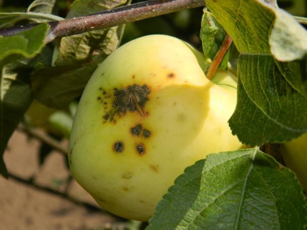 õunapuu kärntõbi Õunapuu kärntõbi