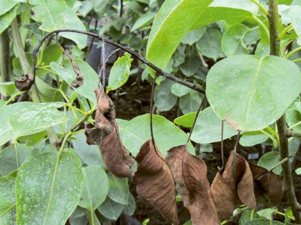 viljapuu-bakterpõletik Viljapuu-bakterpõletik