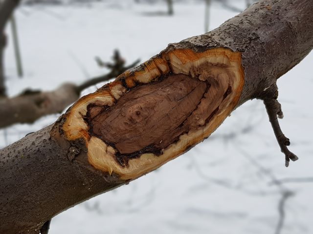 Viljapuu-tüvevähi ravi Viljapuu-tüvevähi ravi